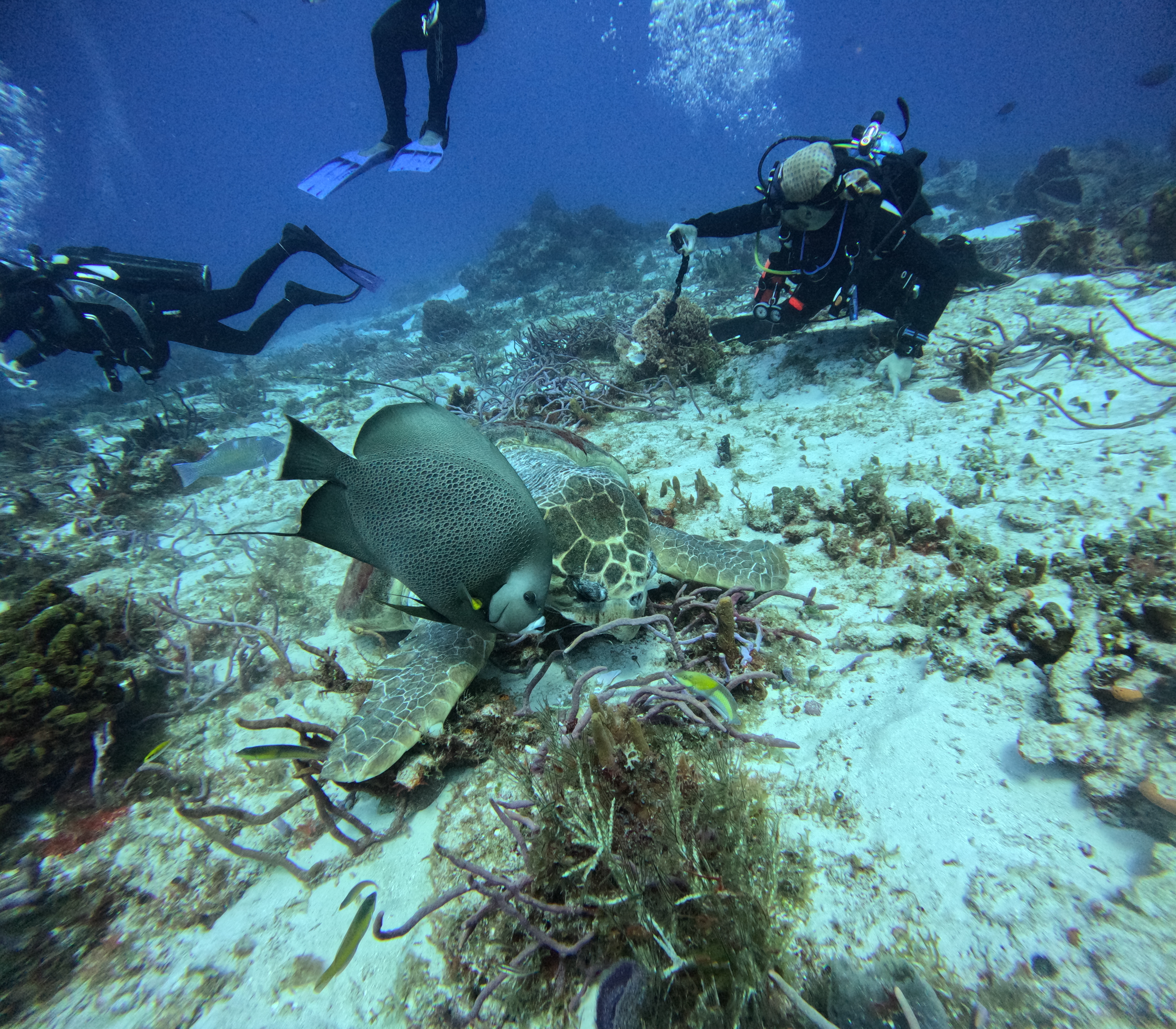 En posición de buceo